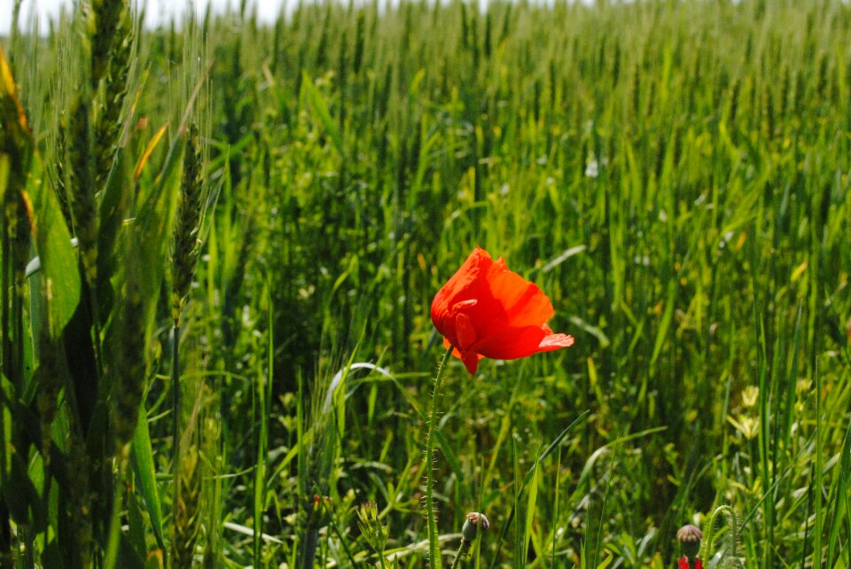Meadow flower spring