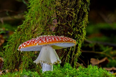 Autumn toxic toadstool photo