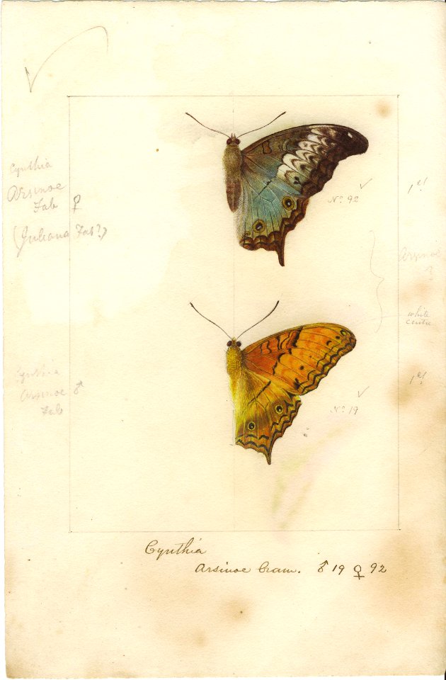 Robert Templeton Rhopalocera Ceylon Plate 13