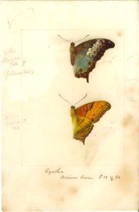 Robert Templeton Rhopalocera Ceylon Plate 13