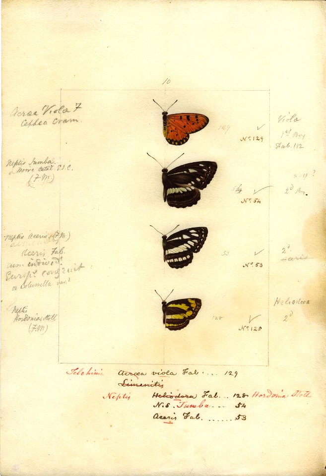 Robert Templeton Rhopalocera Ceylon Plate 17