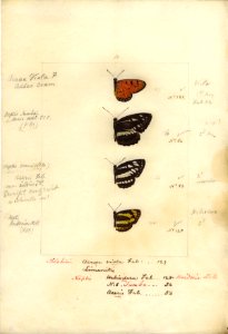 Robert Templeton Rhopalocera Ceylon Plate 17