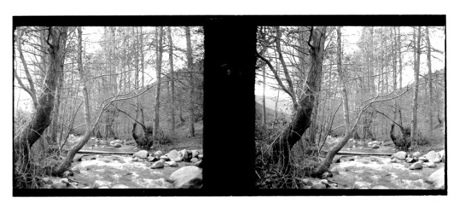 Riu entre els arbres d’un bosc