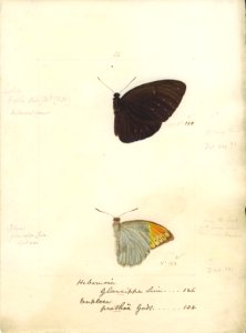 Robert Templeton Rhopalocera Ceylon Plate 7