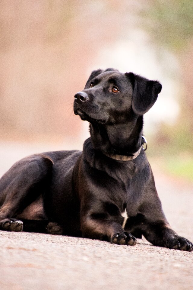 Cute pet labrador