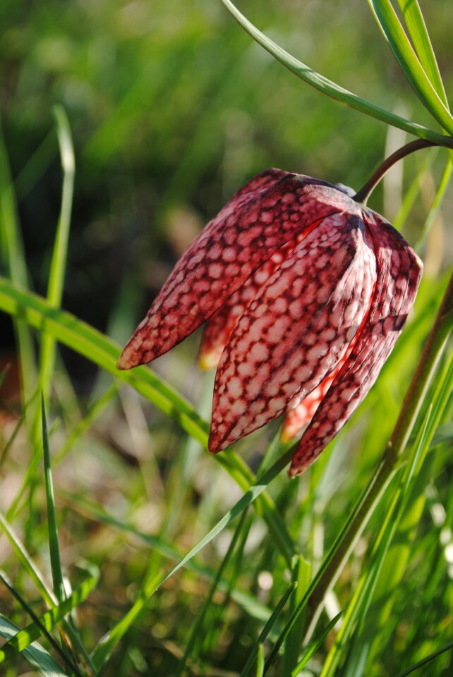 Flower spring grass