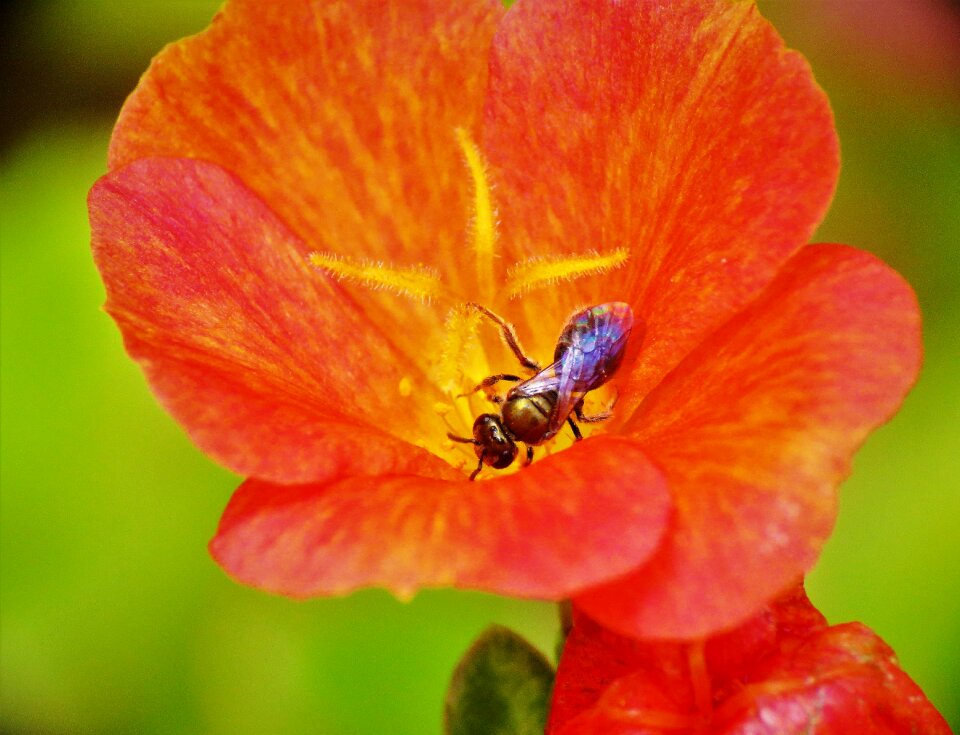 Macro orange flower orange bee