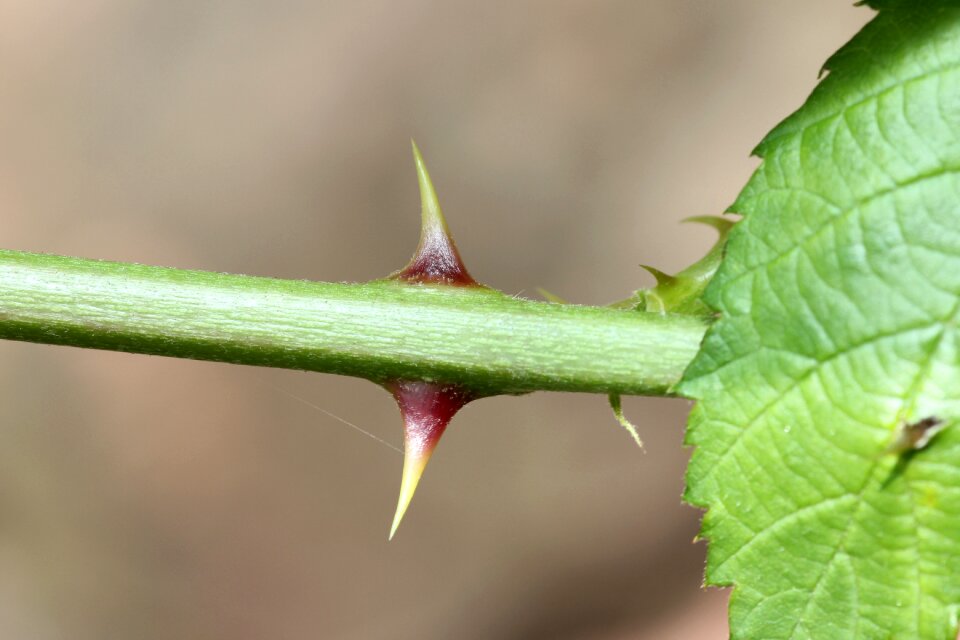 Pointed nature prickly