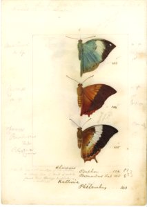 Robert Templeton Rhopalocera Ceylon Plate 15