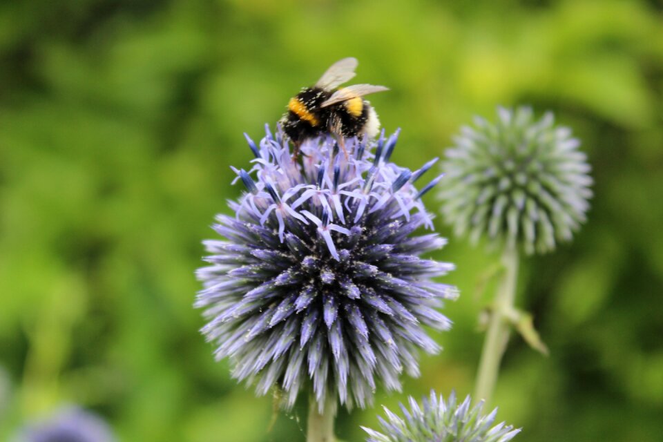 Bloom insect flower