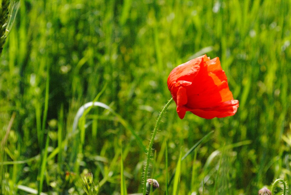 Meadow flower spring