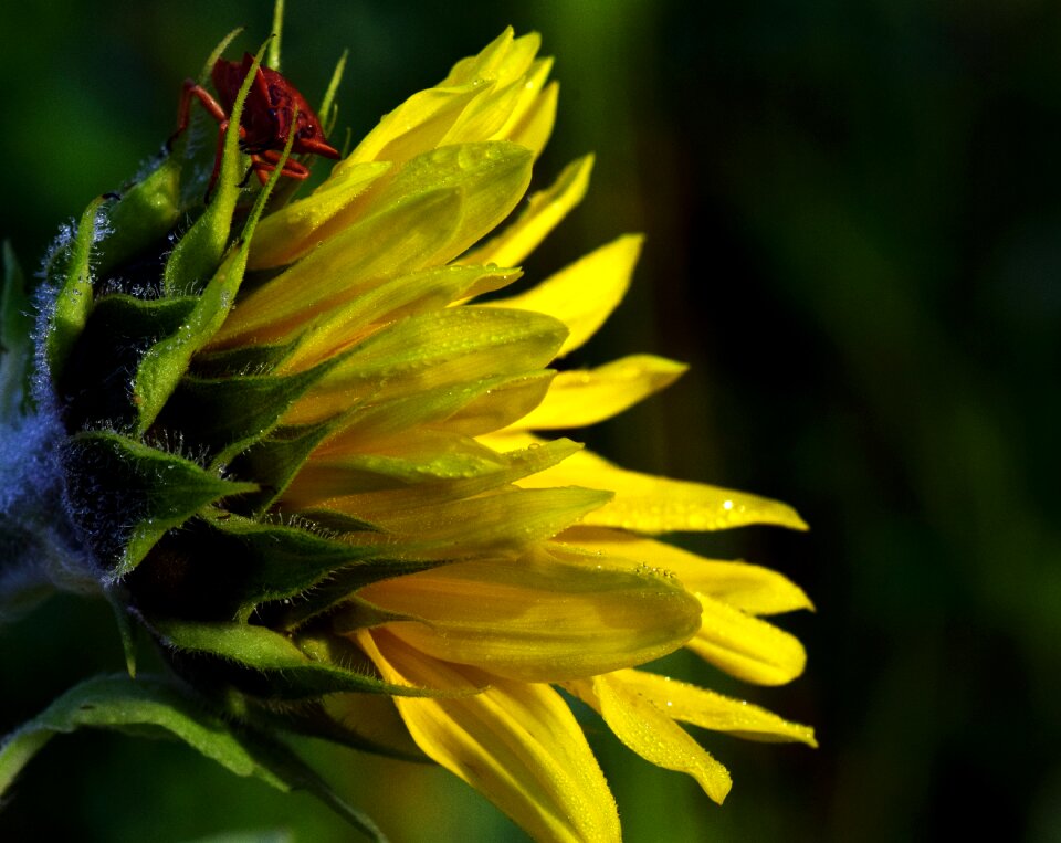 Nature blossom bloom