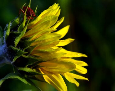 Nature blossom bloom