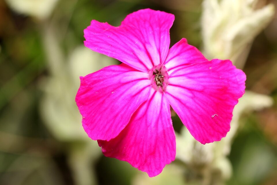 Blossom bloom pink flowers