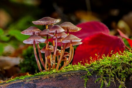 Forest mushroom moss fungal species photo