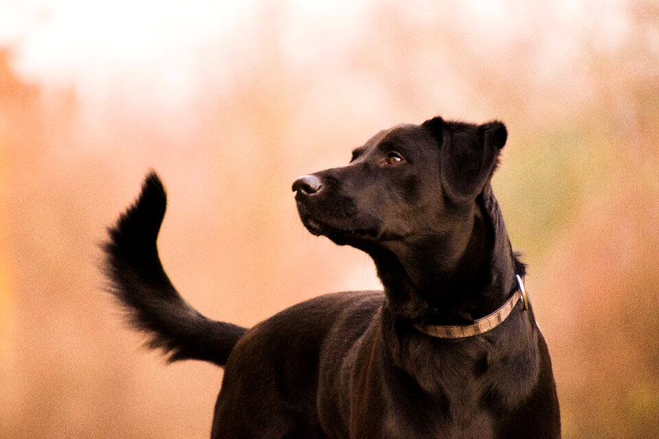 Mammal labrador black