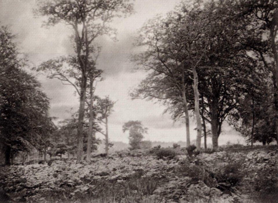 Robinson und Cherrill - Landschaft mit Farn (Zeno Fotografie)