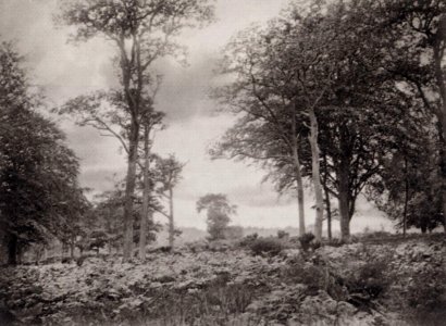 Robinson und Cherrill - Landschaft mit Farn (Zeno Fotografie)