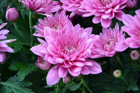 Nature flowering plants flowering