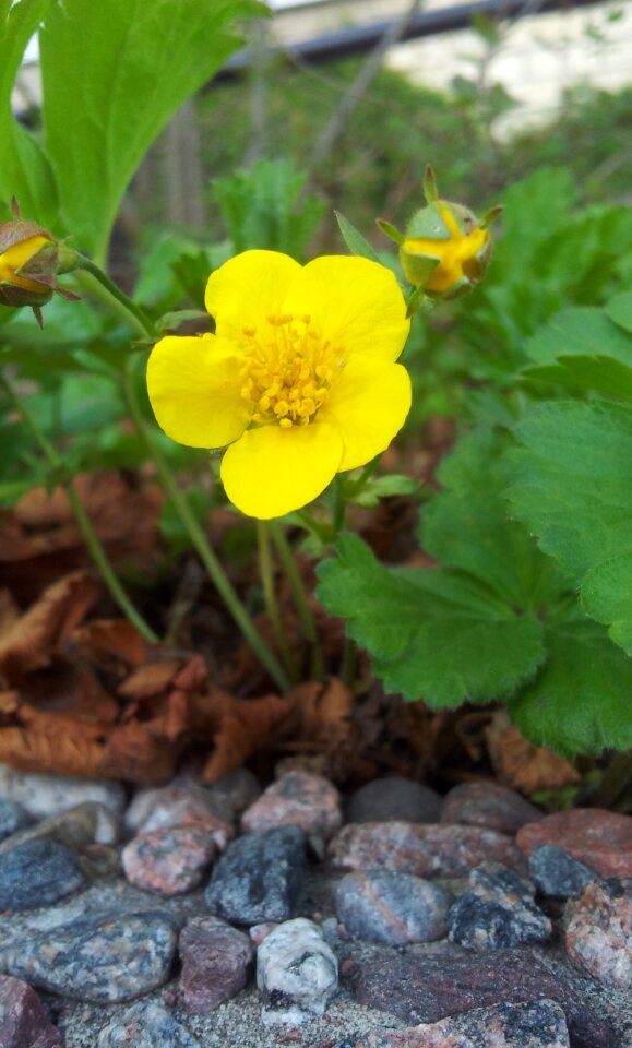Flowers summer plant