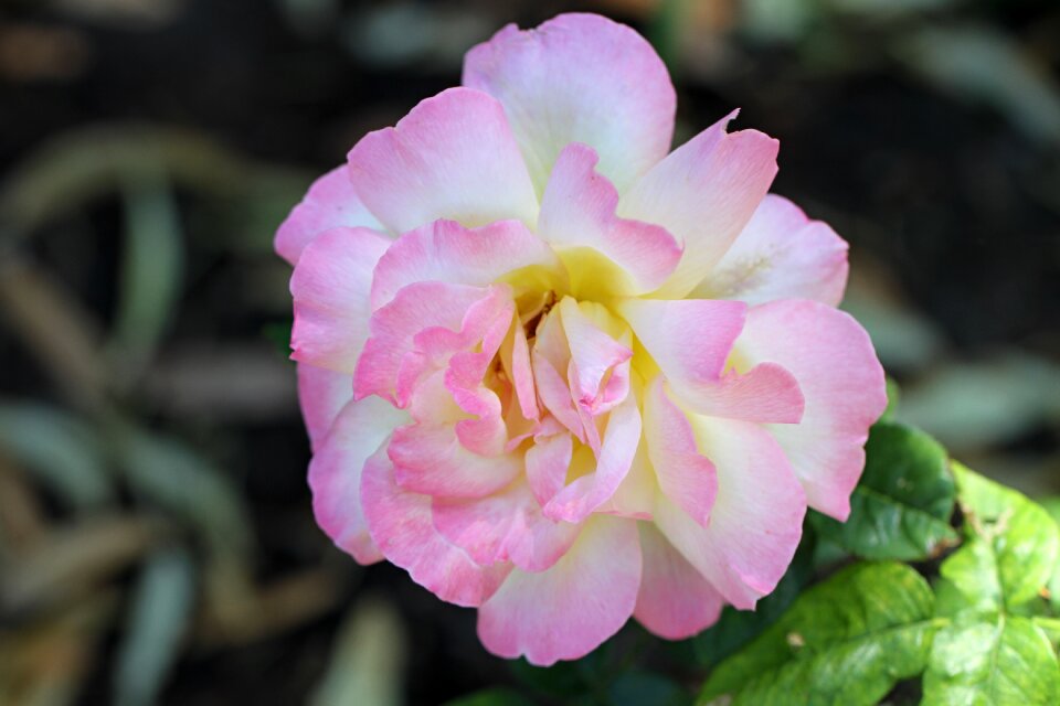 Rose bloom blossom bloom