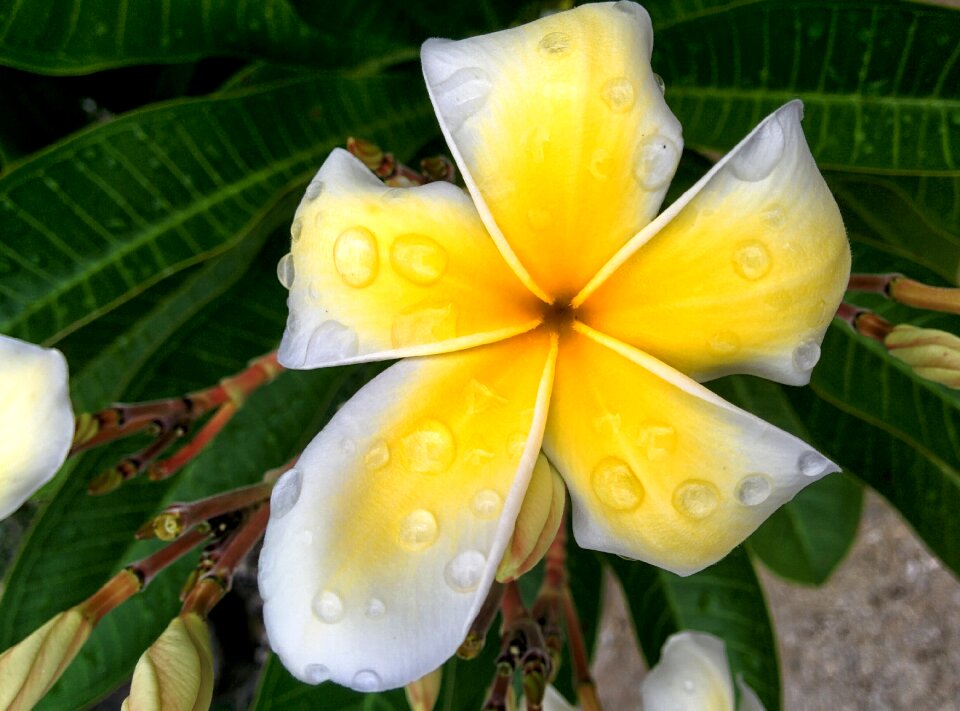 Flowers nature petal