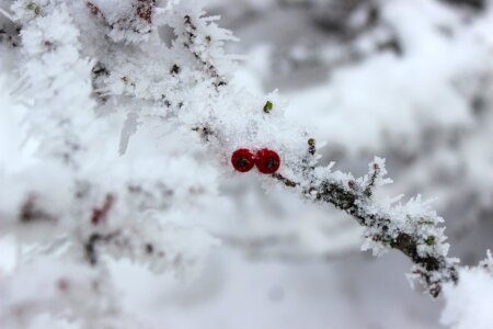 Health frozen twig
