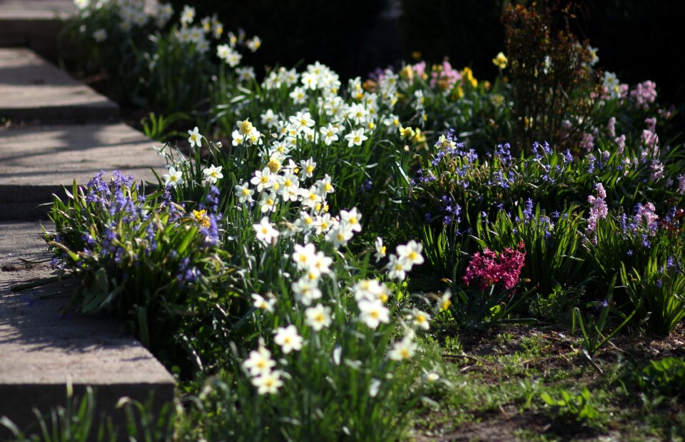 Supplies spring plant