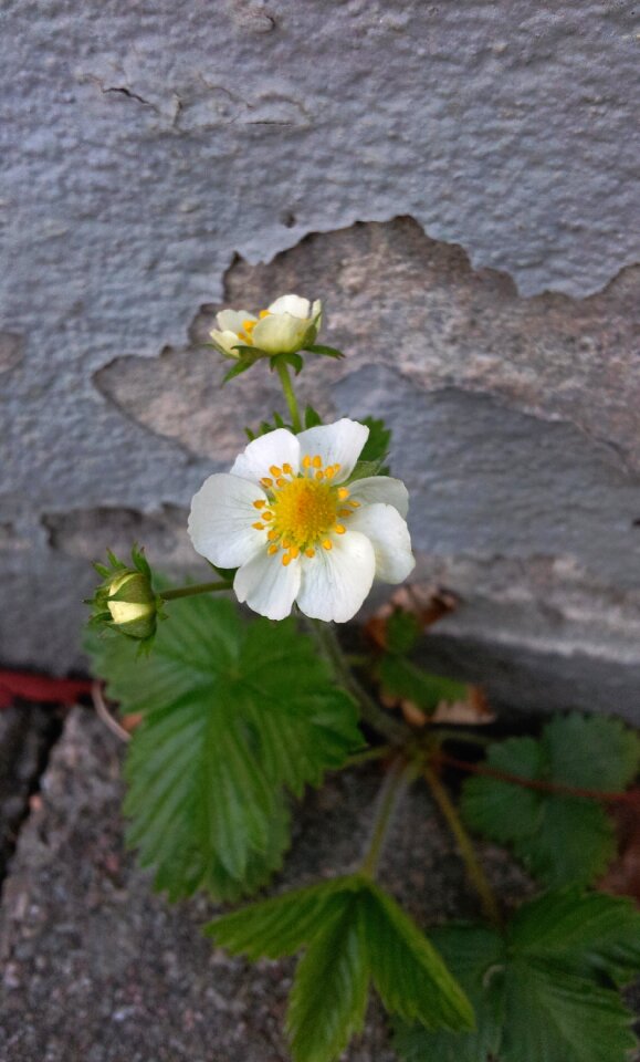 Flower smultronblomma wild strawberry