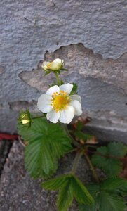 Flower smultronblomma wild strawberry