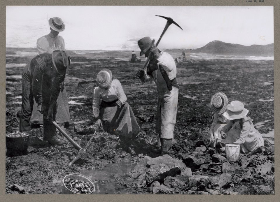 Rock oyster digging, Newport, Oregon LCCN2017645508