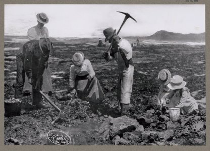 Rock oyster digging, Newport, Oregon LCCN2017645508