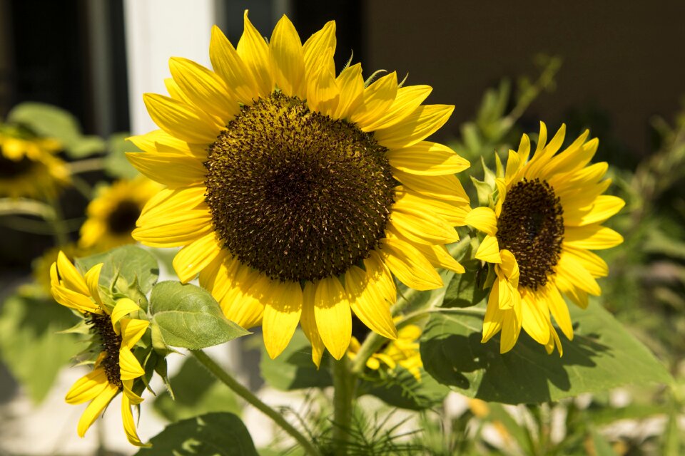 Summer plant nature