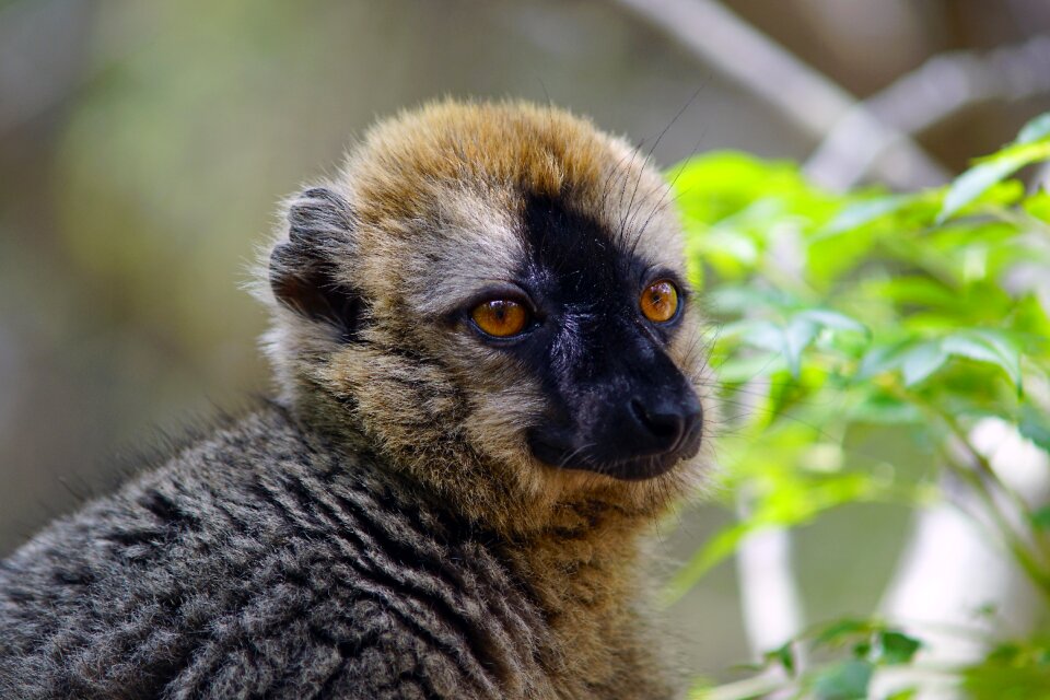 Lemur nature wildlife