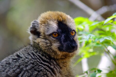 Lemur nature wildlife