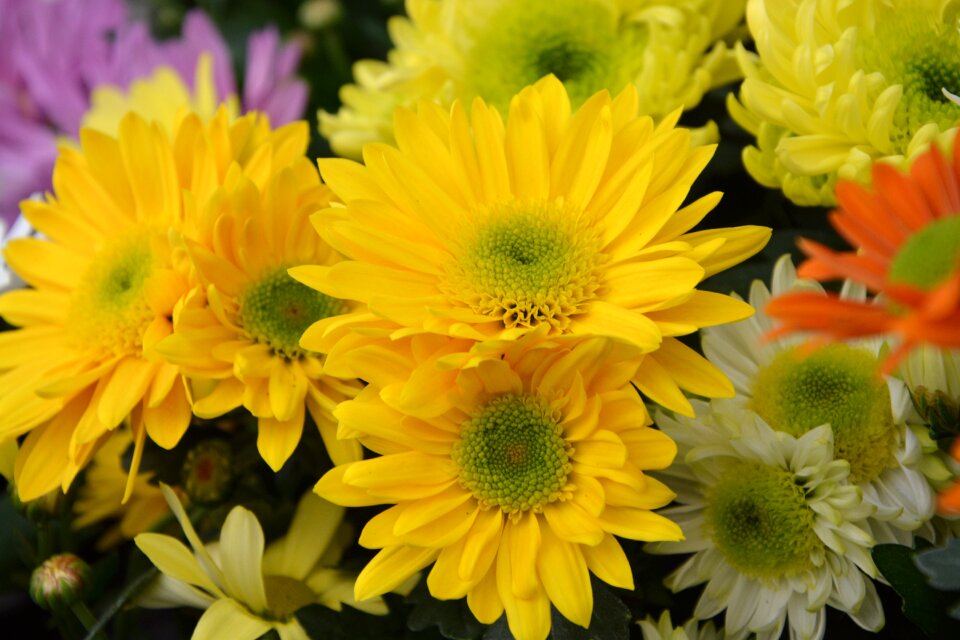 Nature flowering plants flowering