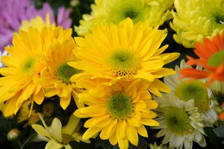Nature flowering plants flowering
