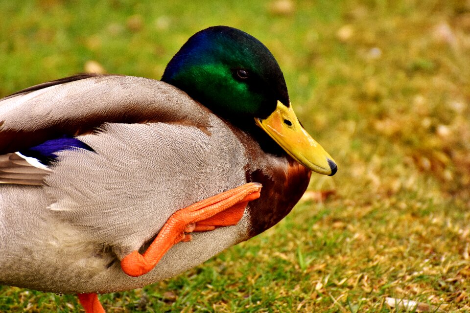 Duck bird nature spring meadow