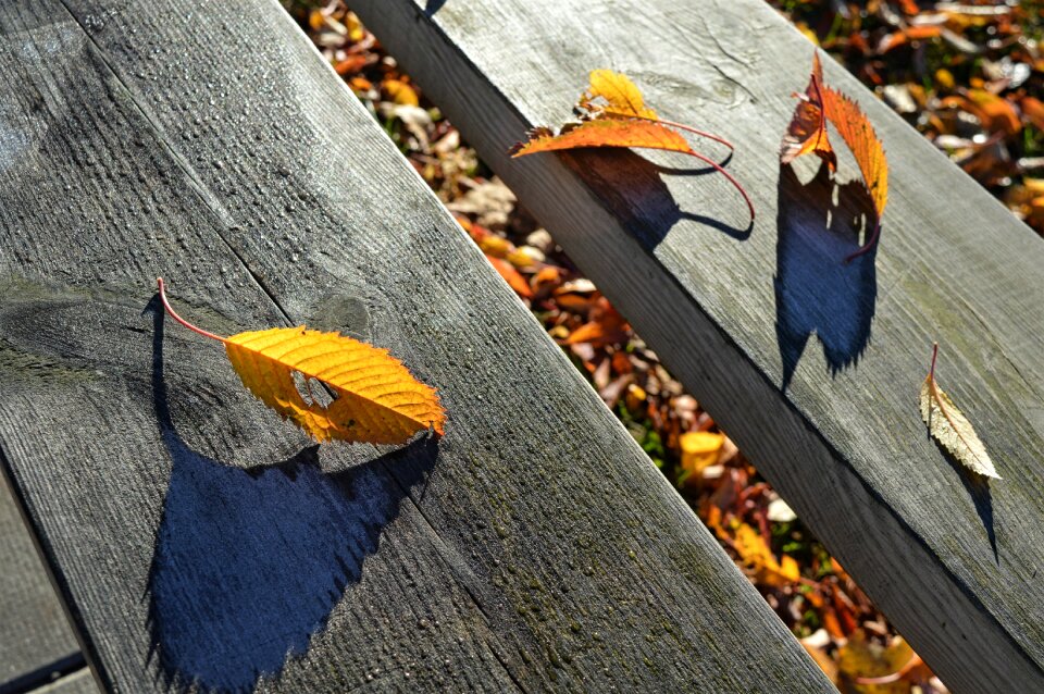 Yellow season color