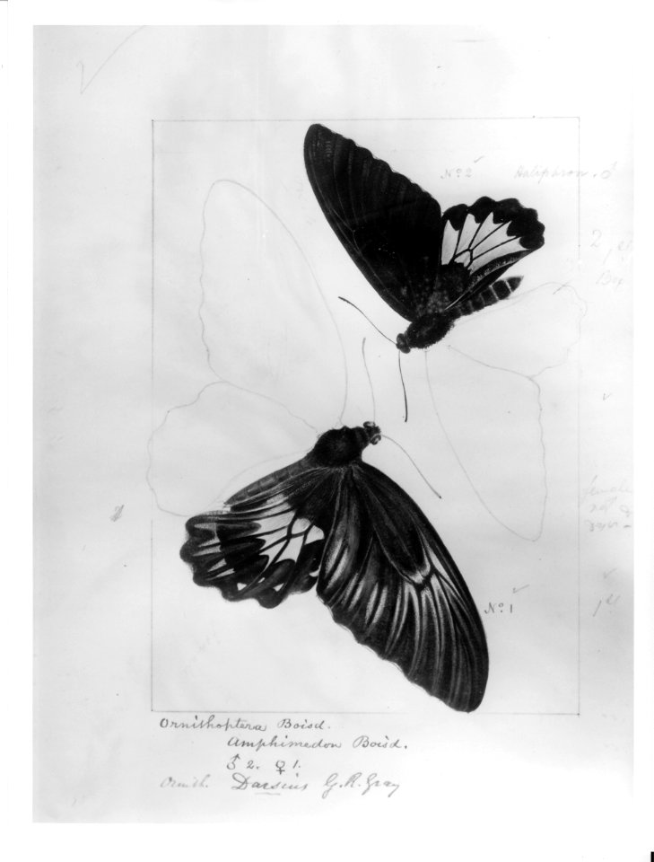 Robert Templeton Rhopalocera Ceylon Plate 01