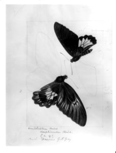 Robert Templeton Rhopalocera Ceylon Plate 01