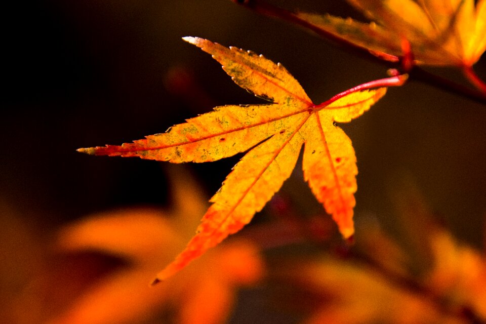 Plant nature golden