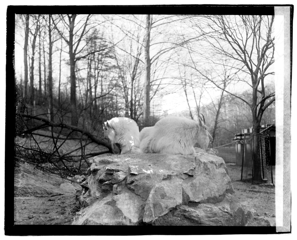 Rocky Mt. sheep, zoo LOC npcc.03407