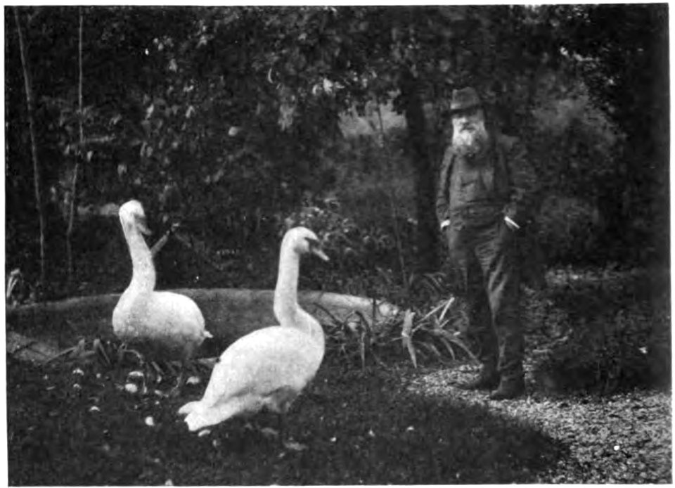 Rodin Gsell cygnes 10