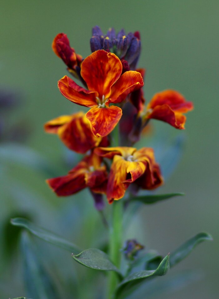 Supplies spring plant
