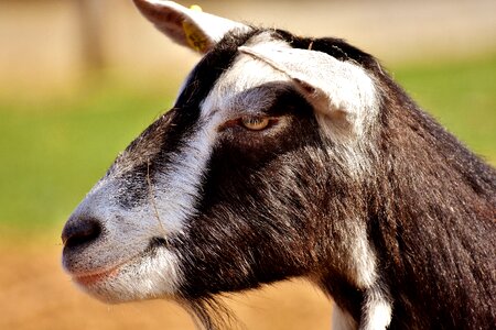 Farm mammals domestic goat
