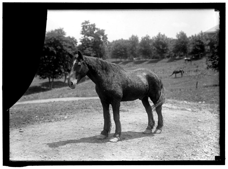 RODNEY, ARMY HORSE IN CUBAN WAR. RETIRED AT FORT MYER LCCN2016865249