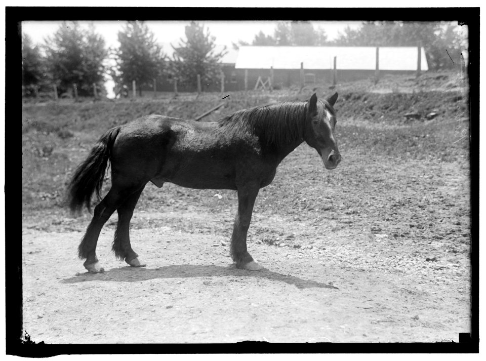 RODNEY. ARMY HORSE IN CUBAN WAR. RETIRED AT FORT MYER LCCN2016864543