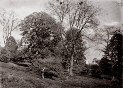 Robinson, Henry Peach - Krähenjagd (Zeno Fotografie)