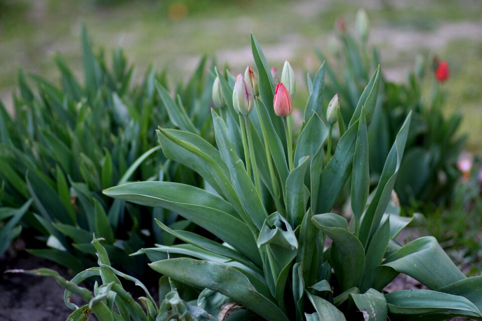 Plant flower spring